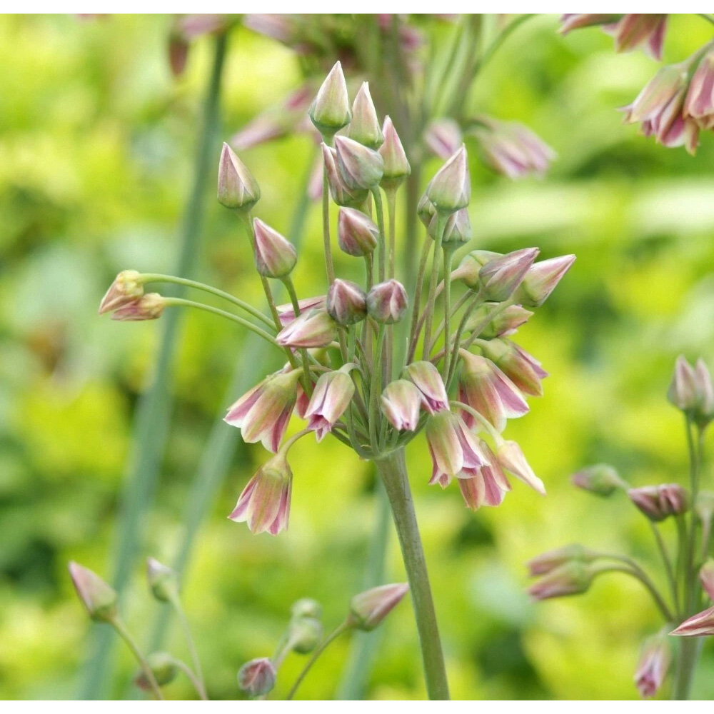 Thompson and Morgan Nectaroscordum Siculum Autumn Planting Bulb 20 Pack Image 4