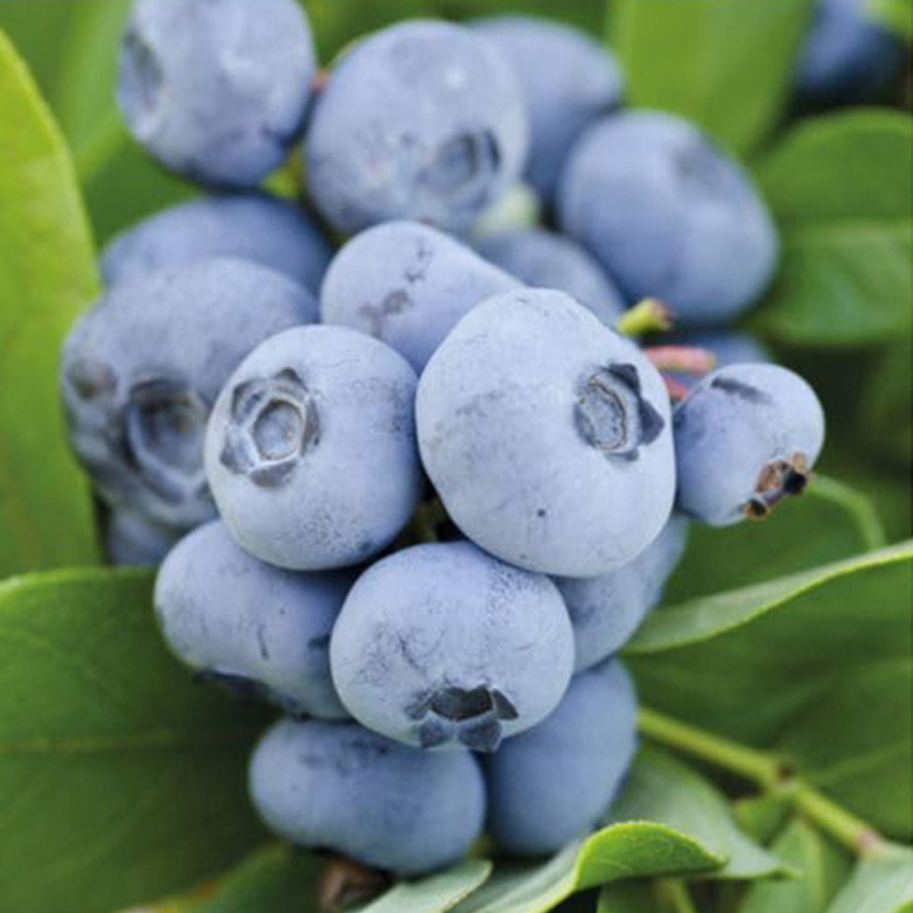 Thompson & Morgan Growers Choice Assorted Blueberry Plant Pot 5L 2 Pack Image 1