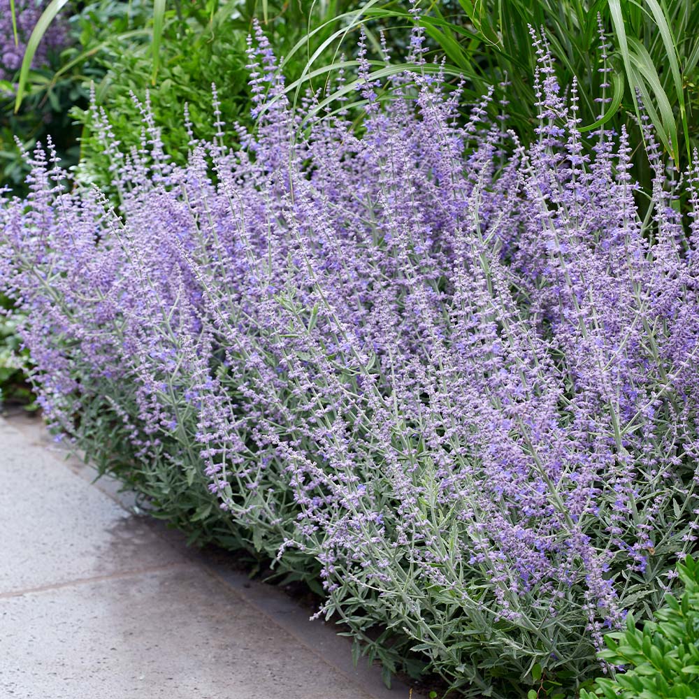 YouGarden Russian Sage Perovskia Prime Time Plant Pot 9cm 3 Pack Image 2