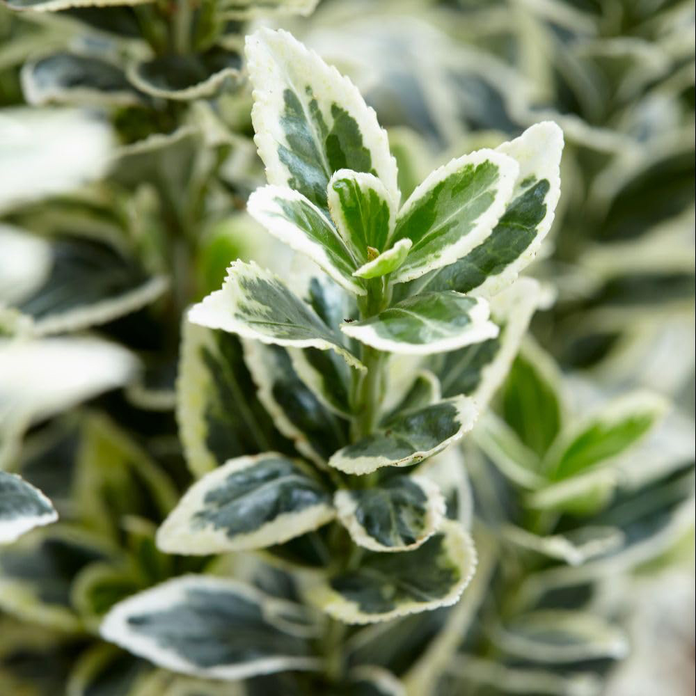 Thompson and Morgan White Spire Euonymus Japonicus Plant in Pot 3L Image 1