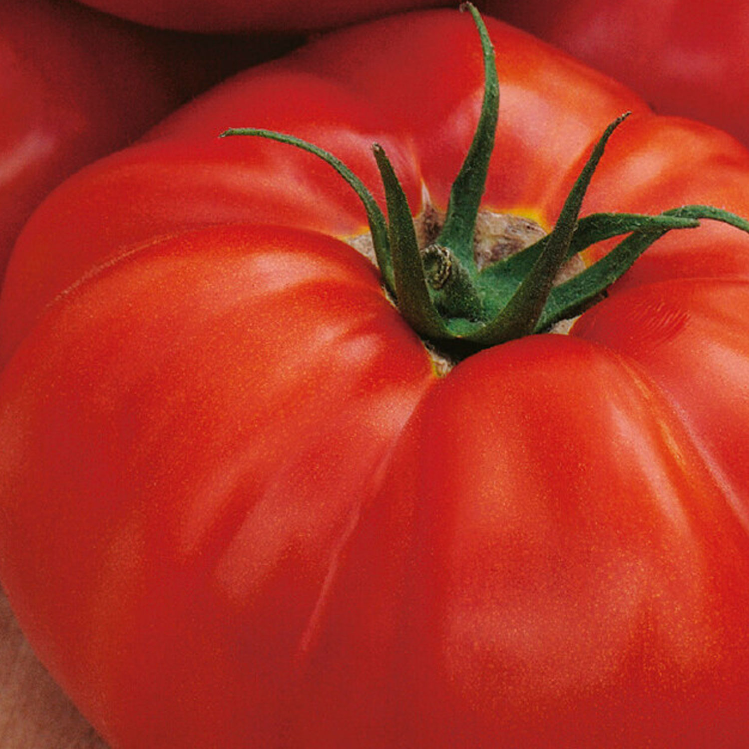Johnsons St. Pierre Tomato Vegetable Seeds Image 1