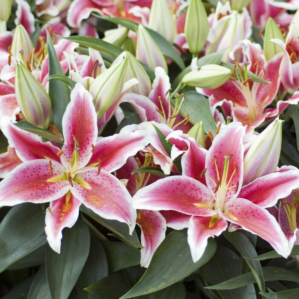 Thompson and Morgan Lily Groundcover Dazzler Planting Bulb 6 Pack Image 1
