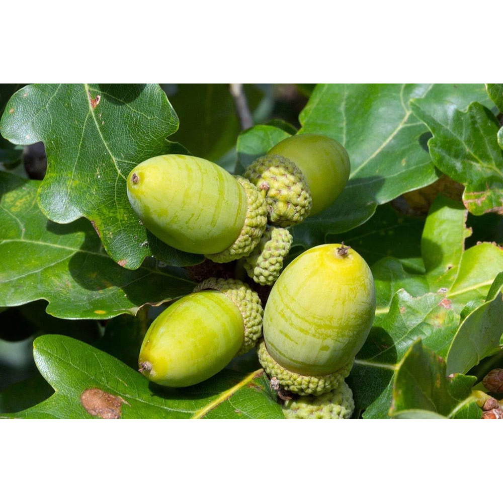 Inspirational Gifting Sessile Oak Bare Root Hedge Plant Sapling 3-4ft 5 Pack Image 4