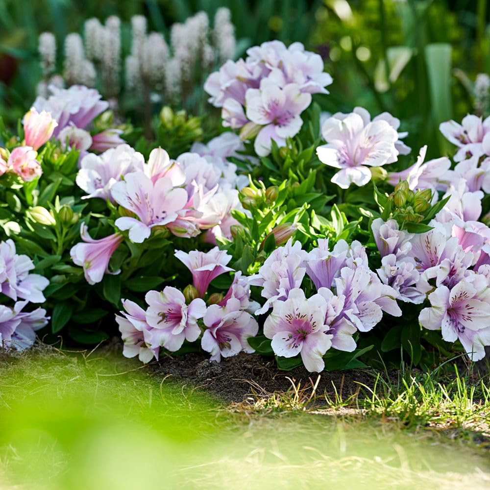 Thompson and Morgan Alstroemeria Inticancha Moon Plant Pot 2L Image 2