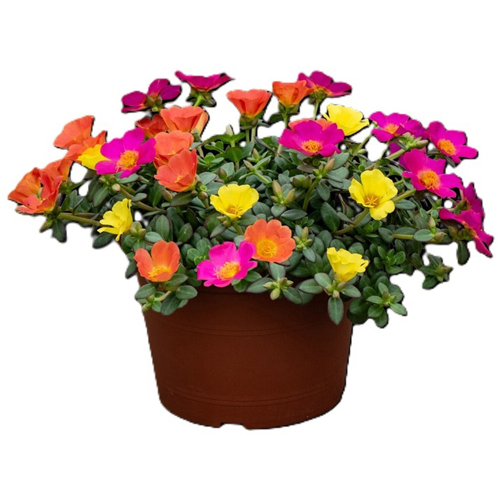 Portulaca Carnaval Plant Image