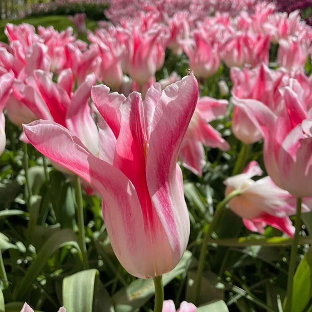 Thompson and Morgan Tulip Holland Chic Planting Bulb 8 Pack Image 1