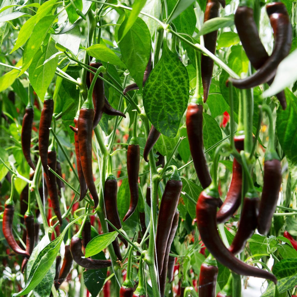 Thompson and Morgan Hot Patio Montezuma Chilli Pepper Plant Pot 9cm 3 Pack Image 1