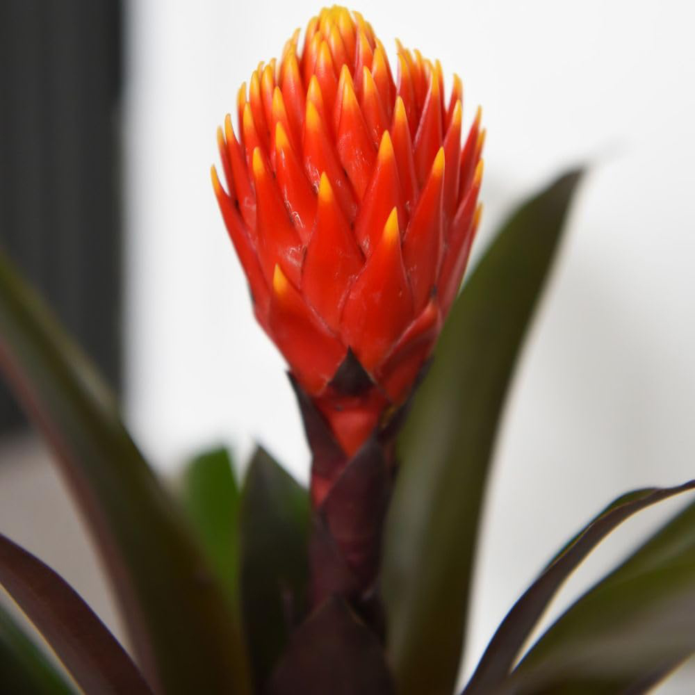 Thompson and Morgan Guzmania Tala Plant Pot 12cm 2 Pack Image 2