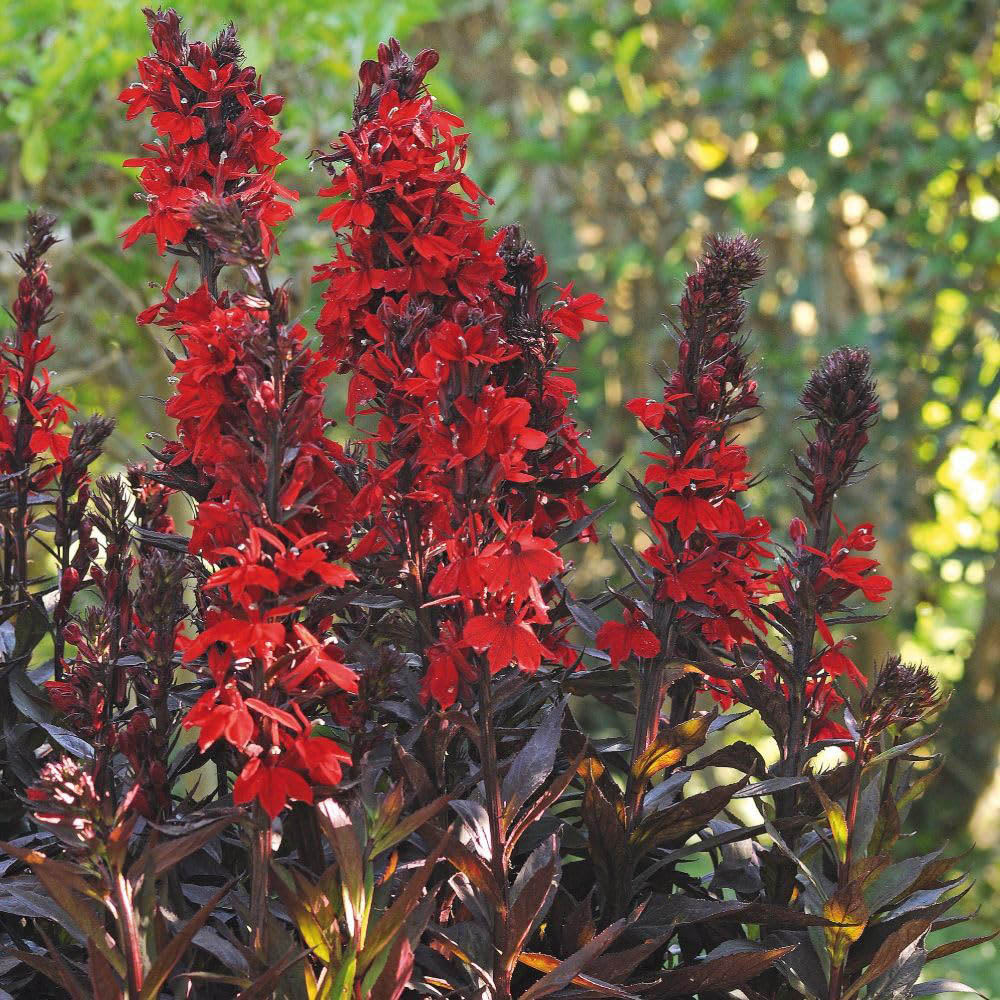 Thompson and Morgan Lobelia Queen Victoria Hardy Perennial Plugs 6 Pack Image 2