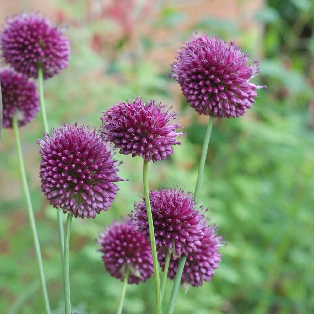 Thompson and Morgan Allium Collection Mixed Planting Bulb 100 Pack Image 6