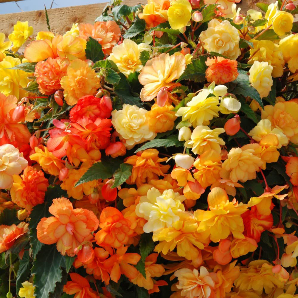 Thompson and Morgan Garden Ready Basket Collection Garden Ready Plant 60 Pack Image 2