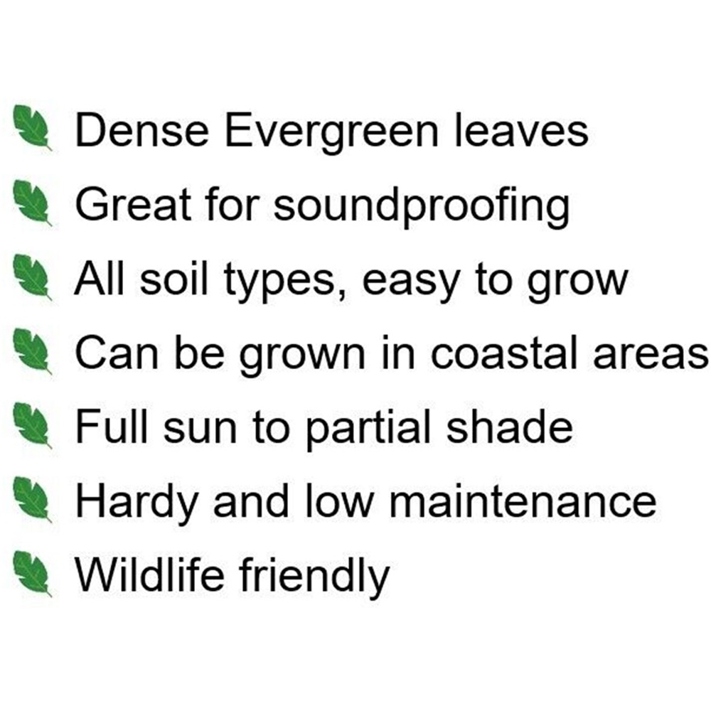 Inspirational Gifting Green Privet Evergreen Bare Root Hedge Plant Sapling 2-3ft 10 Pack Image 7