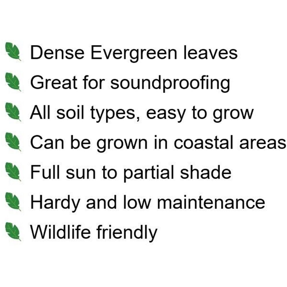 Inspirational Gifting Green Privet Evergreen Bare Root Hedge Plant Sapling 30-60cm 10 Pack Image 7