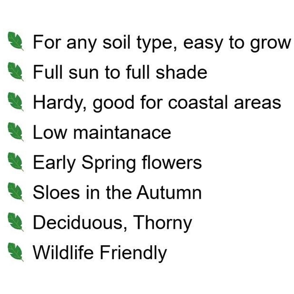 Inspirational Gifting Blackthorn Bare Root Hedge Plant Sapling 4-5ft 20 Pack Image 6