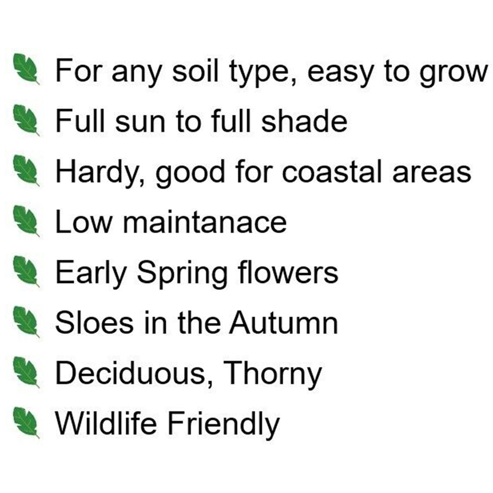 Inspirational Gifting Blackthorn Bare Root Hedge Plant Sapling 30-60cm 20 Pack Image 6