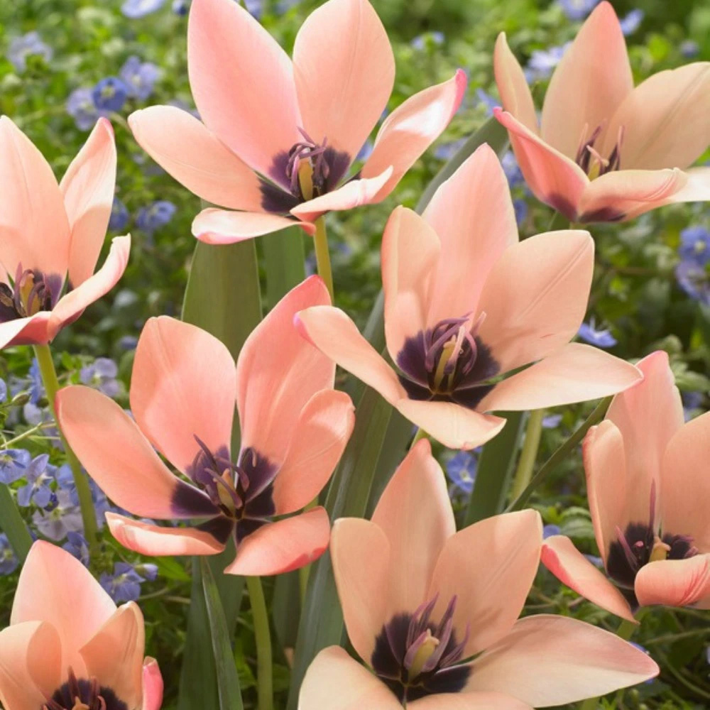 Thompson and Morgan Tulip Annika Planting Bulb 16 Pack Image 1