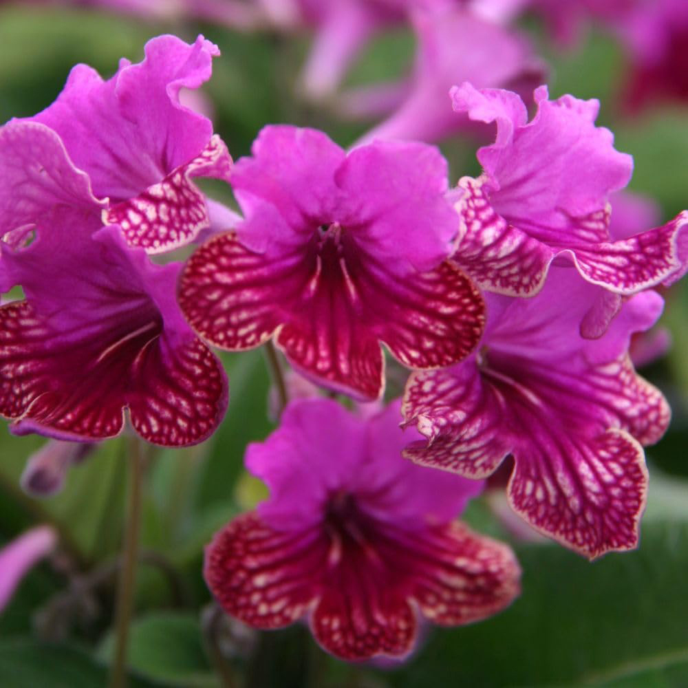 Thompson and Morgan Streptocarpus Cariad Jumbo Plug 3 Pack Image 1