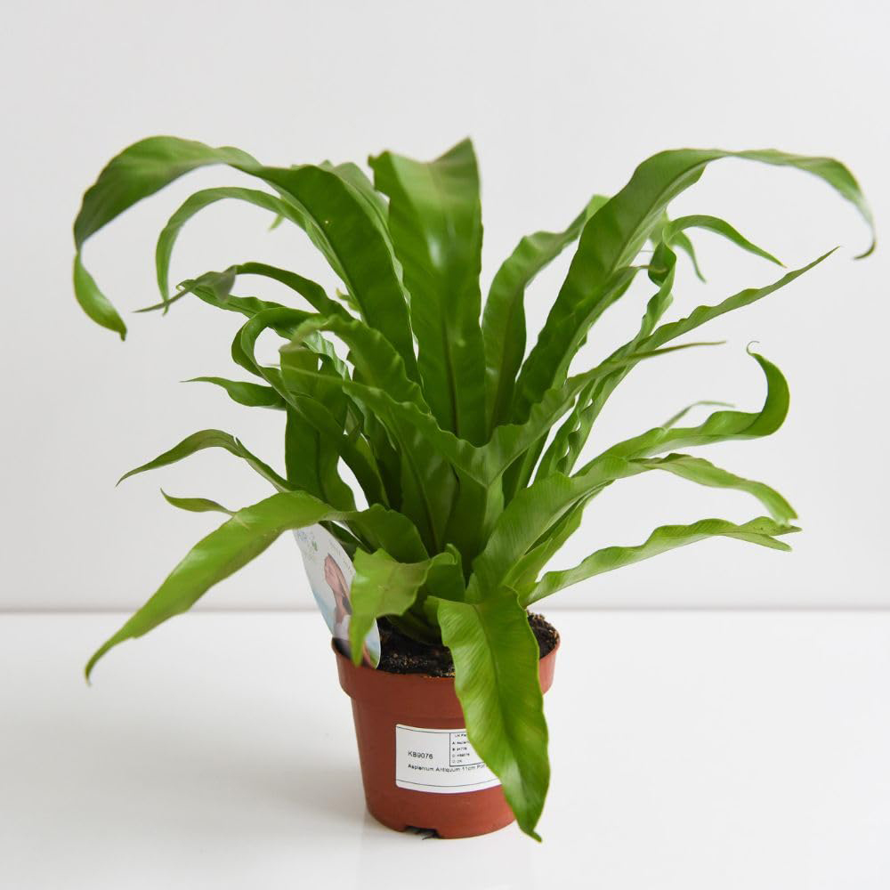 Thompson and Morgan Asplenium Antiquum Plant Pot 12cm 2 Pack Image 2