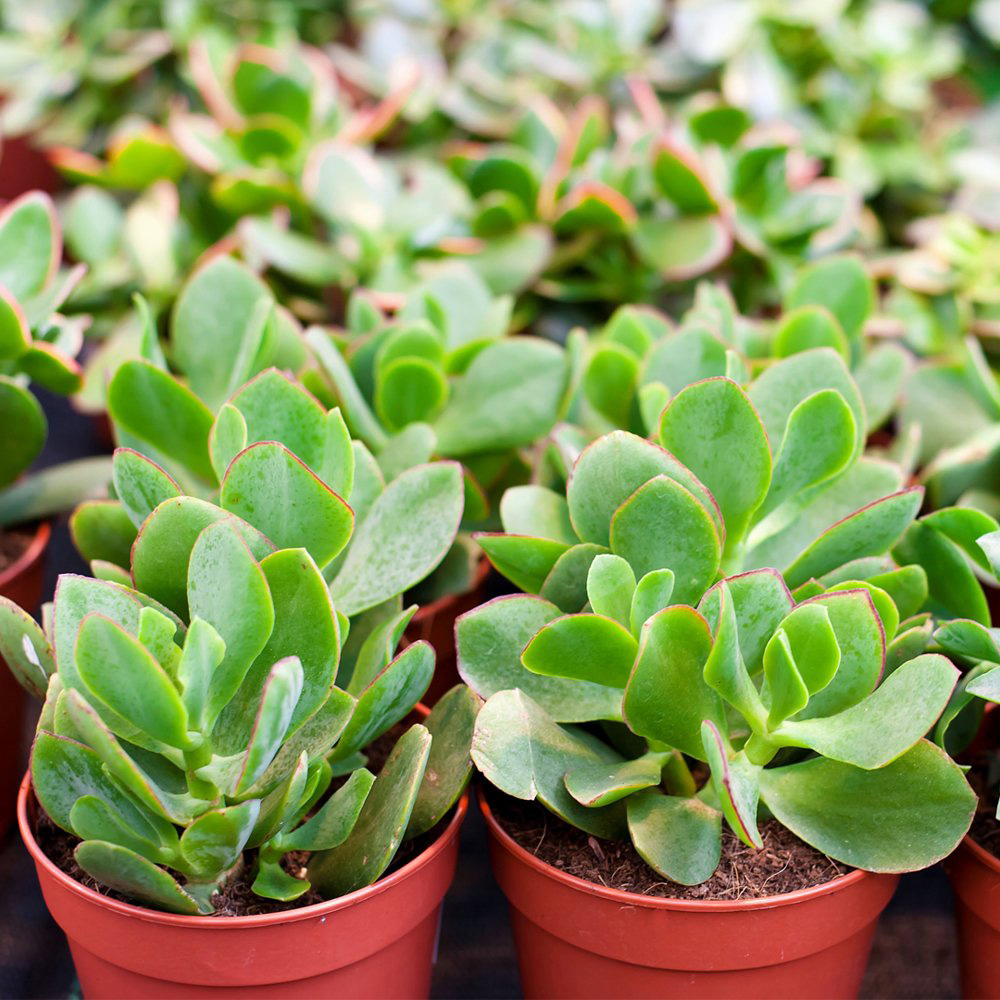 Thompson and Morgan Crassula Succulents Mix Potted Plant 10.5cm 3 Pack Image 2