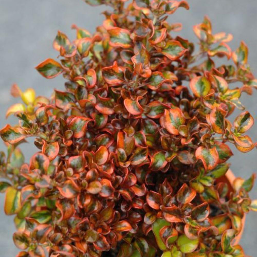 Thompson and Morgan Coprosma Repens Tequila Sunrise Plant Pot 3L Image 2