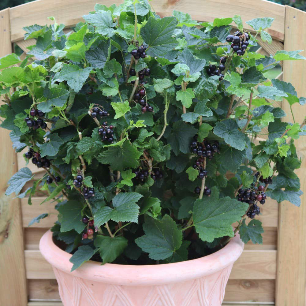 Thompson & Morgan Blackcurrant Giant Nigrum Summer Pearls Potted Plant Image 3