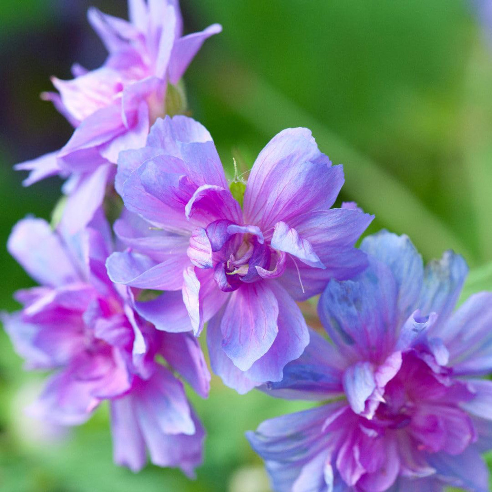 Thompson and Morgan Geranium Double Plenum Caeruleum Plant Pot 1L Image 2