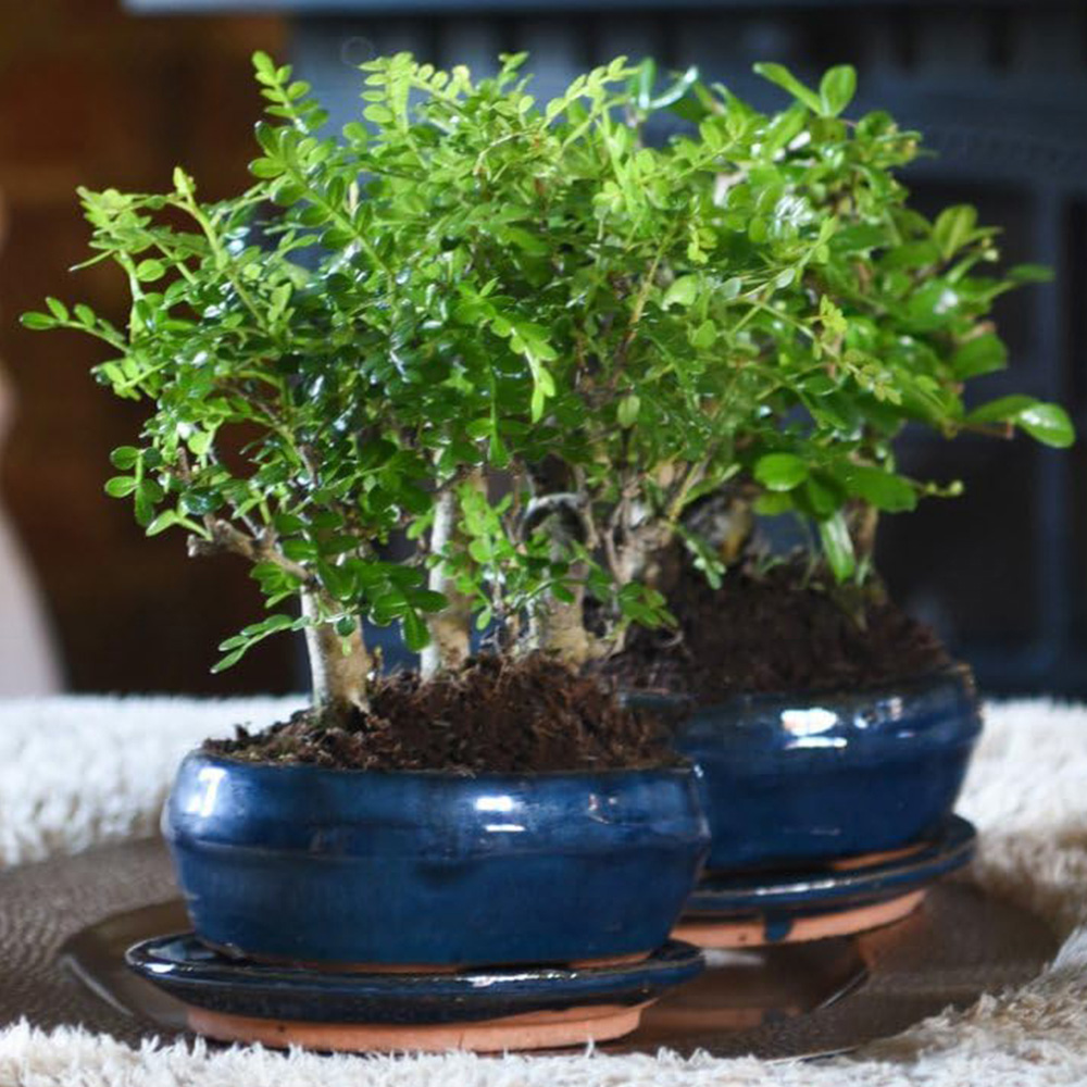 Thompson and Morgan Bonsai Forest Mix in Oval Ceramic Potted Plant 16cm Image 1
