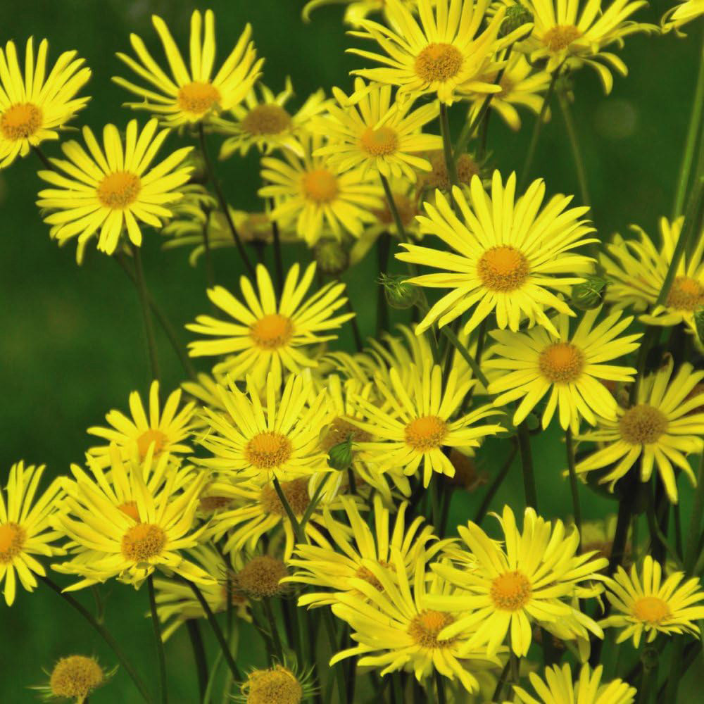 Thompson and Morgan Best Value Rainbow Perennial Collection Plug Plant 72 Pack Image 6