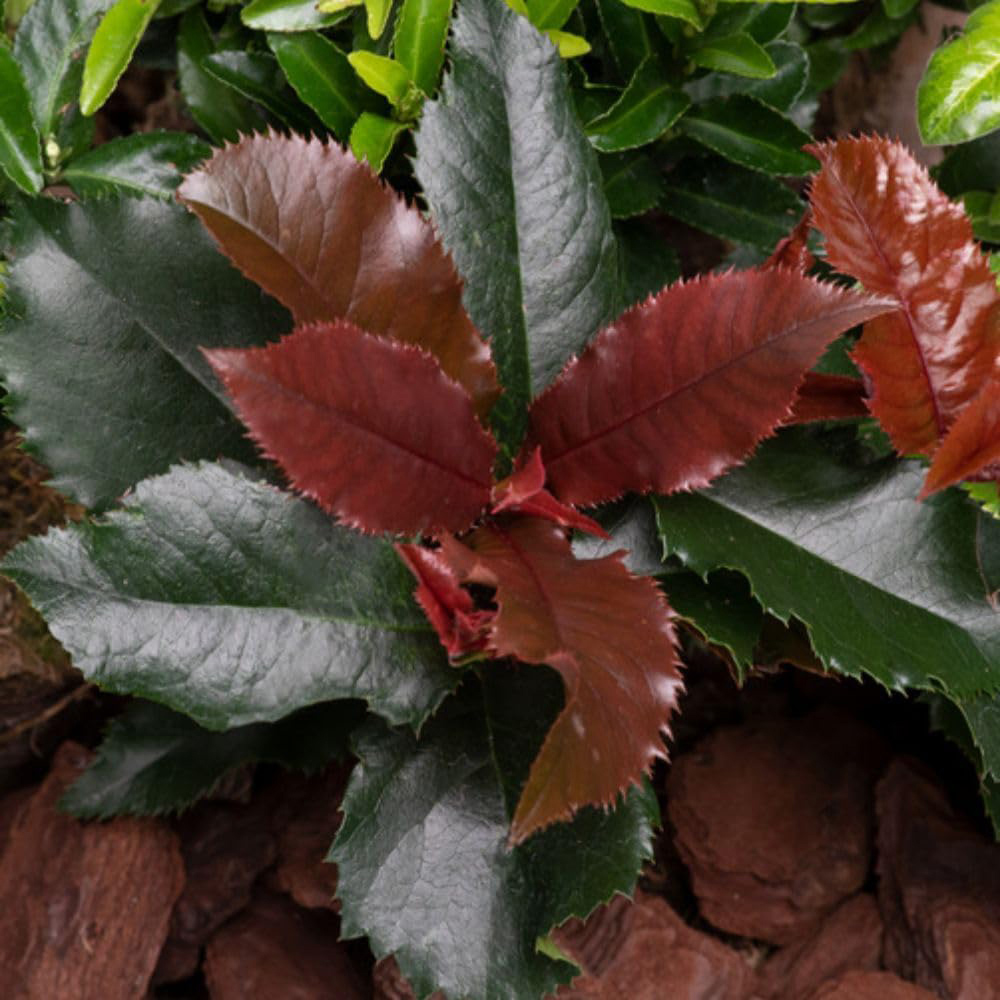 Thompson and Morgan Photinia x Fraseri Magical Volcano Plant Pot 9cm Image 1
