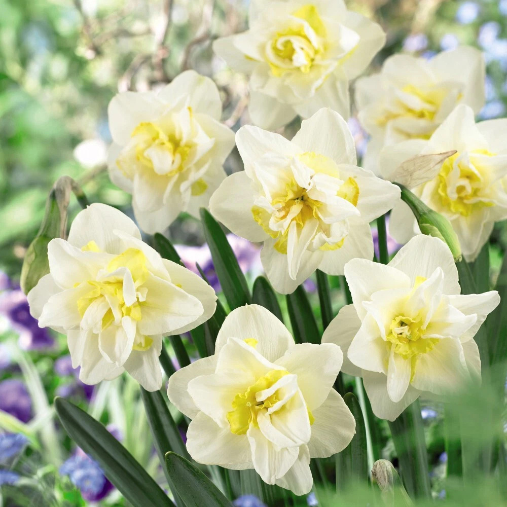 Thompson and Morgan Daffodil White Lion Autumn Planting Bulb 8 Pack Image 3