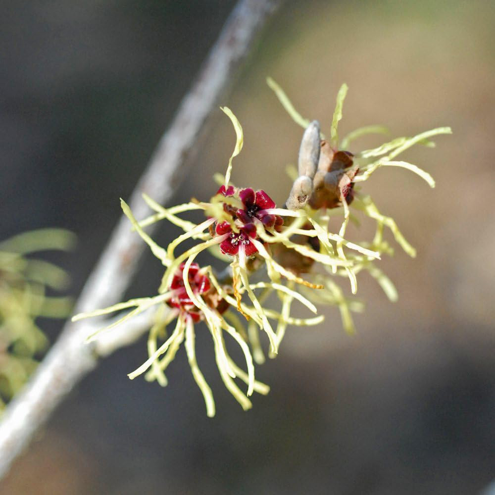 Thompson and Morgan Hamamelis Intermedia Pallida Potted Plant 9cm 2 Pack Image 4
