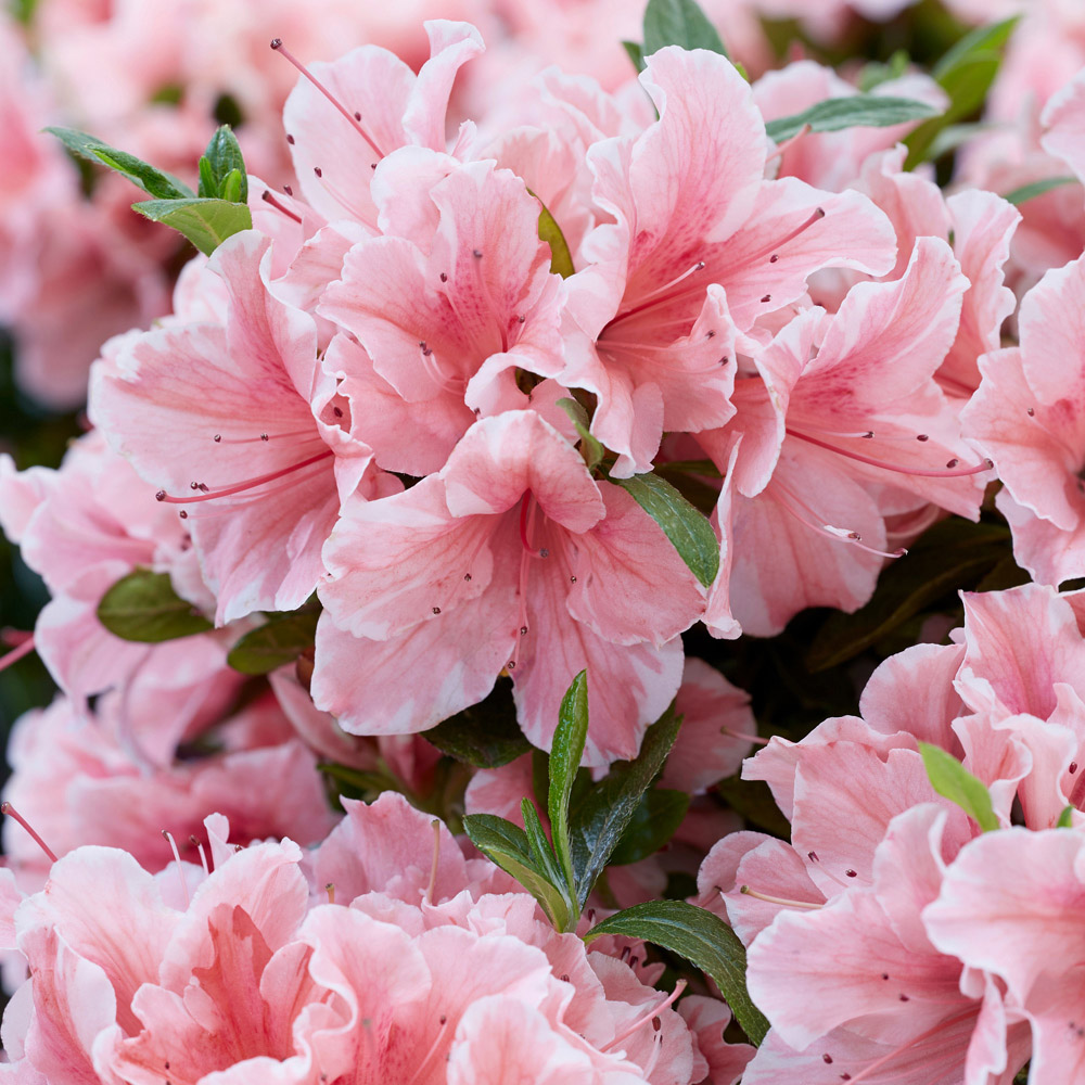 YouGarden Azalea Encore Collection Plant Pot 8cm 3 Pack Image 2
