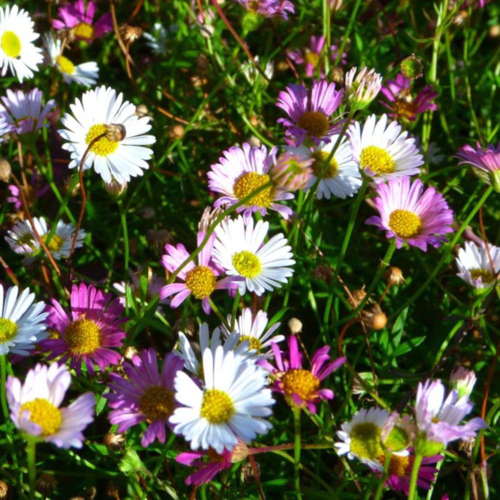 Thompson and Morgan Erigeron Karvinskianus Plant Pot 9cm 3 Pack Image 1