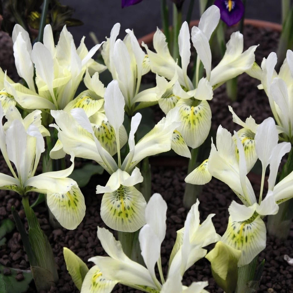 Thompson and Morgan Iris Katherines Gold Autumn Planting Bulb 32 Pack Image 1