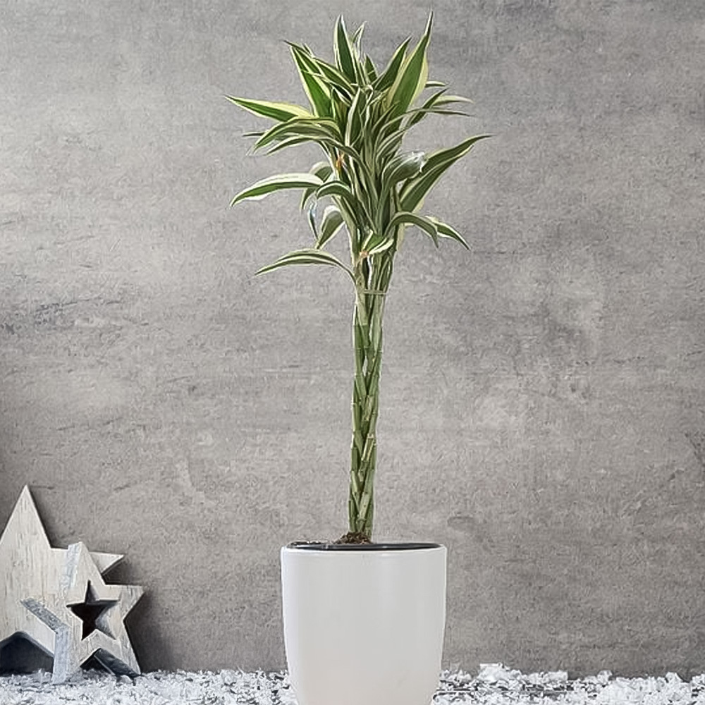 Thompson and Morgan Dracaena Surculosa Twisted Stem Potted Plant 12cm Image 1