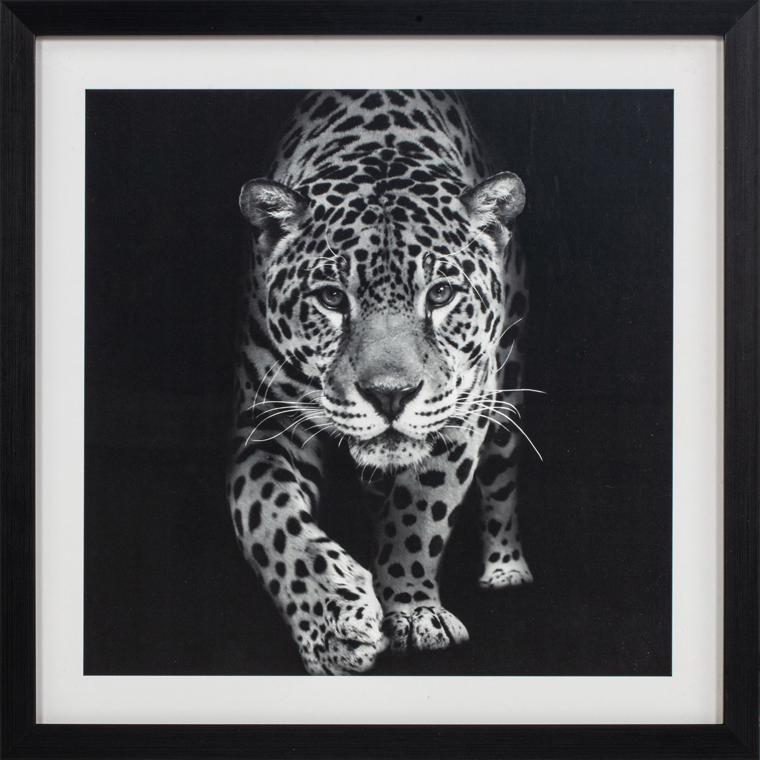 Monochrome Animal Framed Print - Black and White Image 5