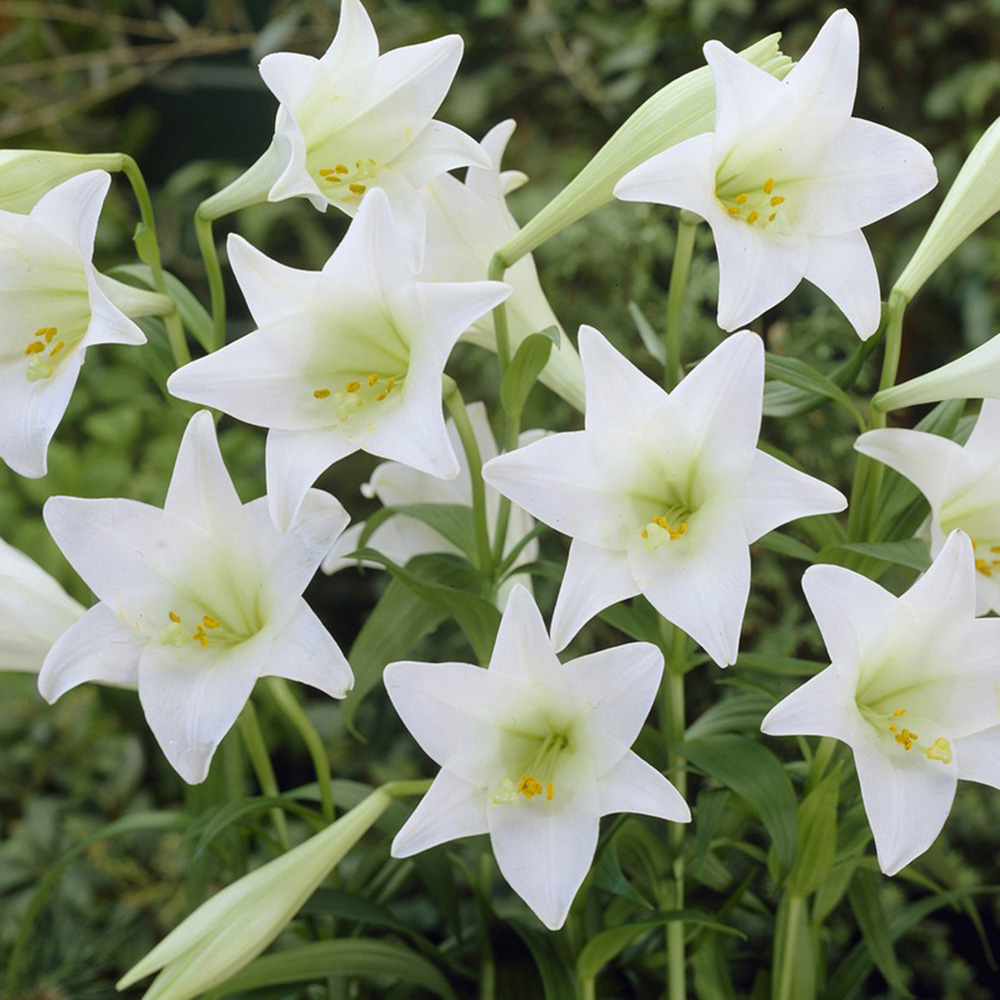 YouGarden Longiflorum Lily White Heaven Planting Bulb 10 Pack Image 1