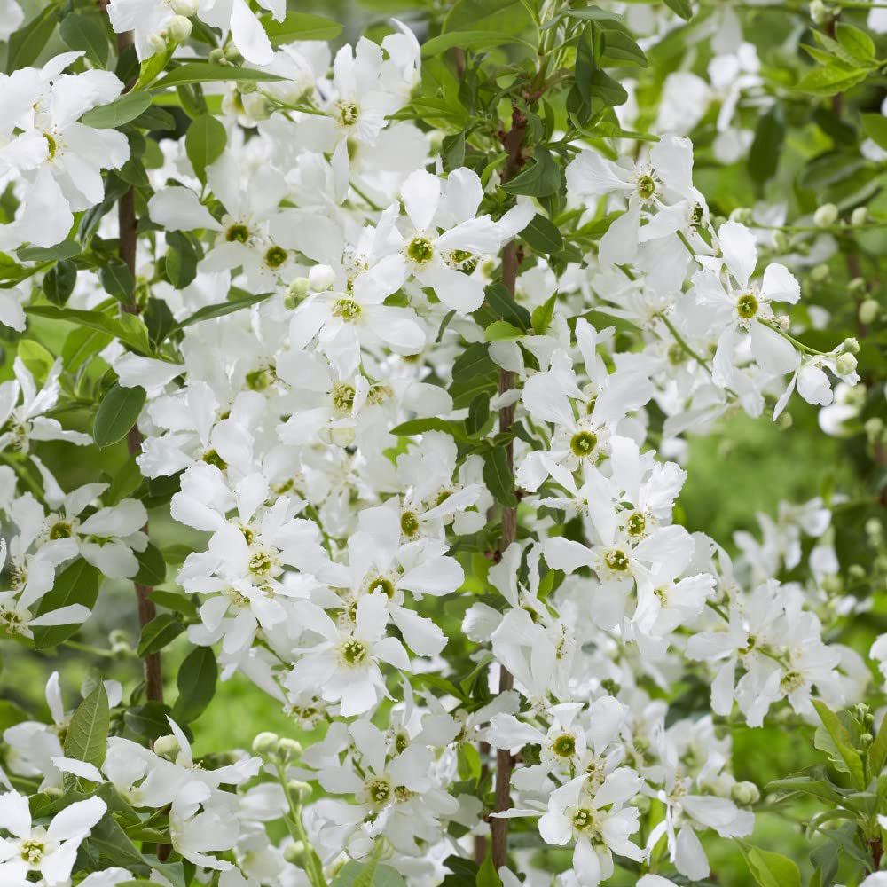 Thompson and Morgan Exochorda Blushing Pearl Potted Plant 9cm Image 7