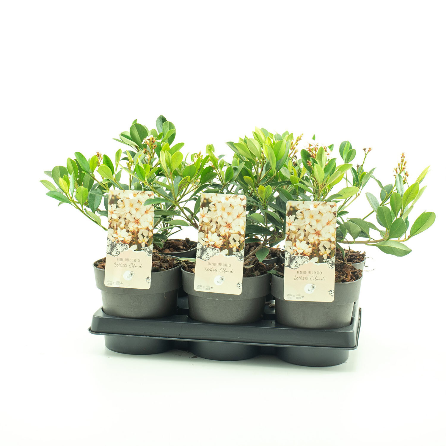 Rhaphiolepis White Cloud 15cm - White Image