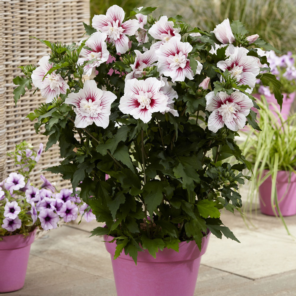 YouGarden Hibiscus Starburst Chiffon Plant Pot Image 2