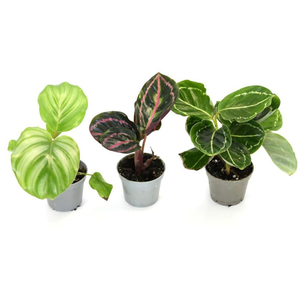 Thompson and Morgan Calathea Starter Mix Packcm Potted Plant 6cm 6 Pack Image 2