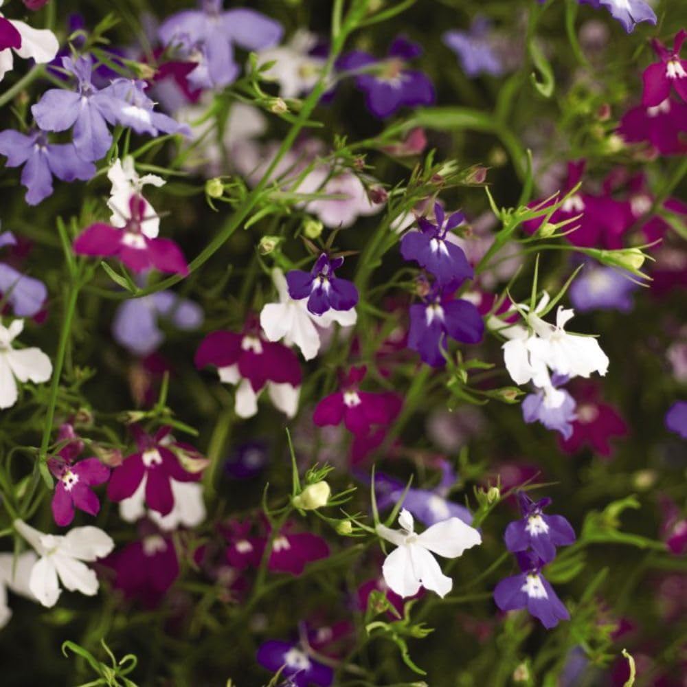 Thompson and Morgan Basket Collection Garden Ready Plant 60 Pack Image 2