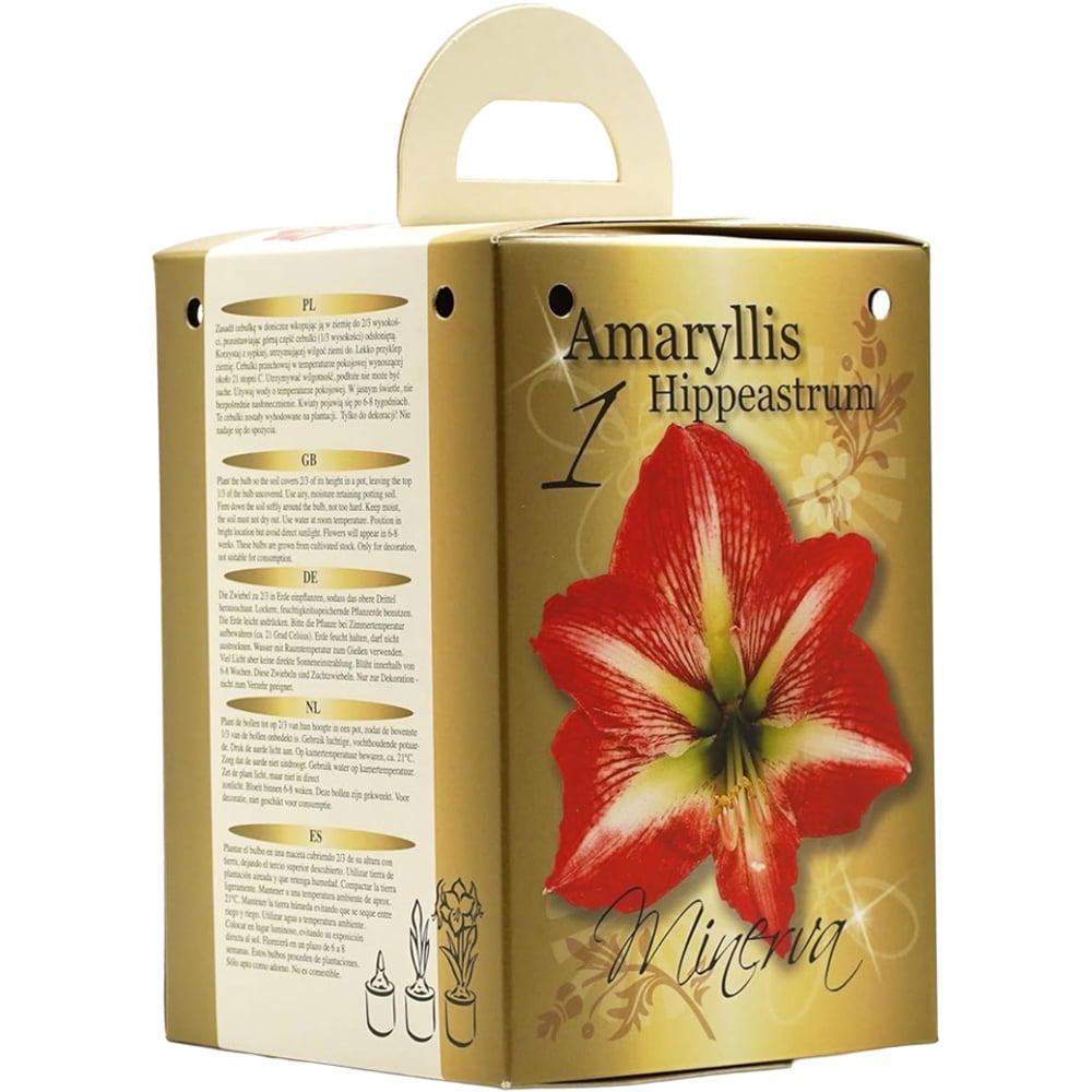 GreenBrokers Red and White Amaryllis Planting Bulb Gift Kit Image 1
