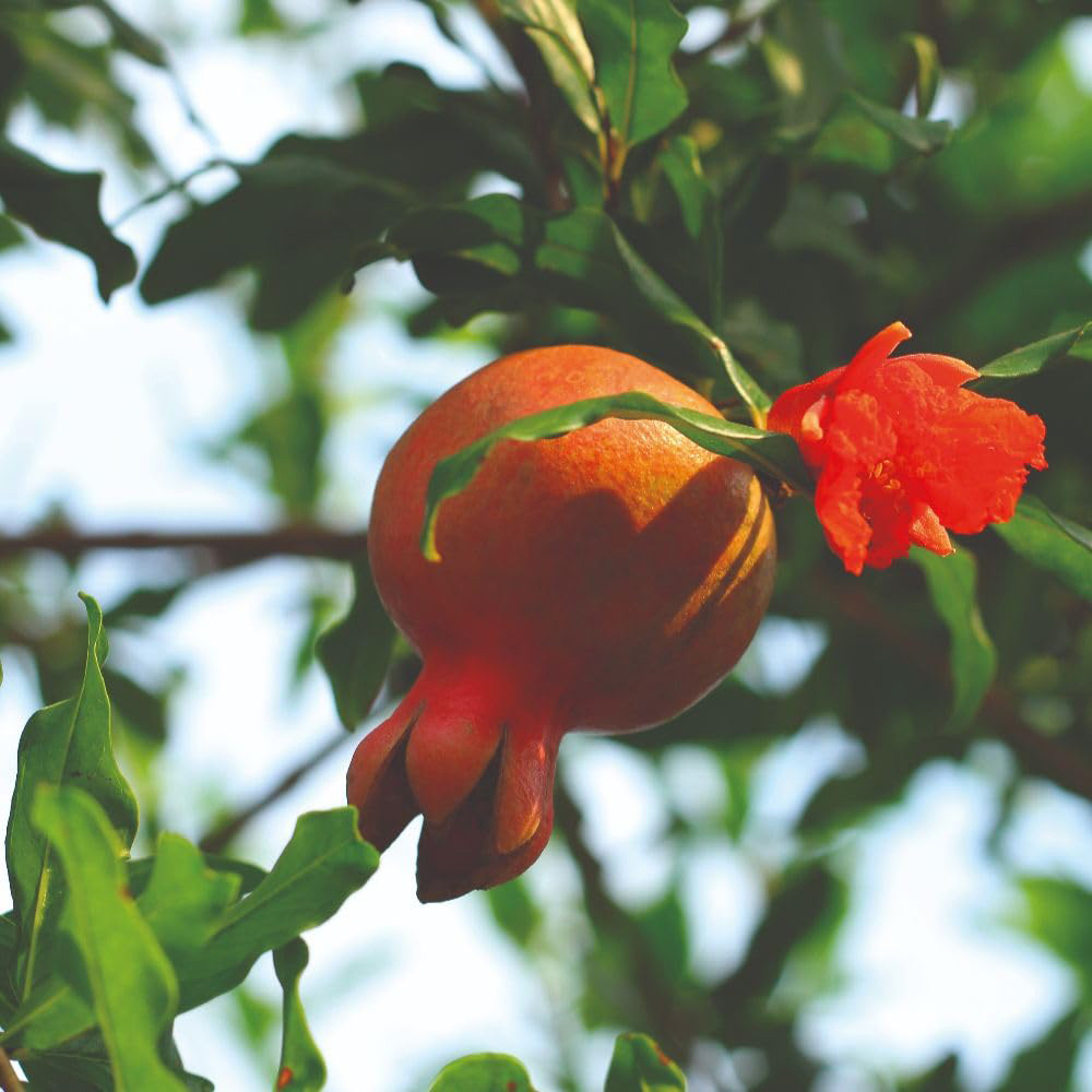 Thompson and Morgan Punica Pomegranate Granatum Plant in Pot 15cm 3 Pack Image 2