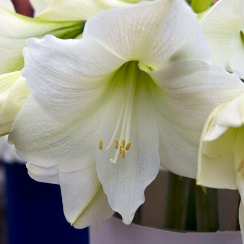 Thompson and Morgan Amaryllis Mont Blanc Planting Bulb 2 Pack Image 2