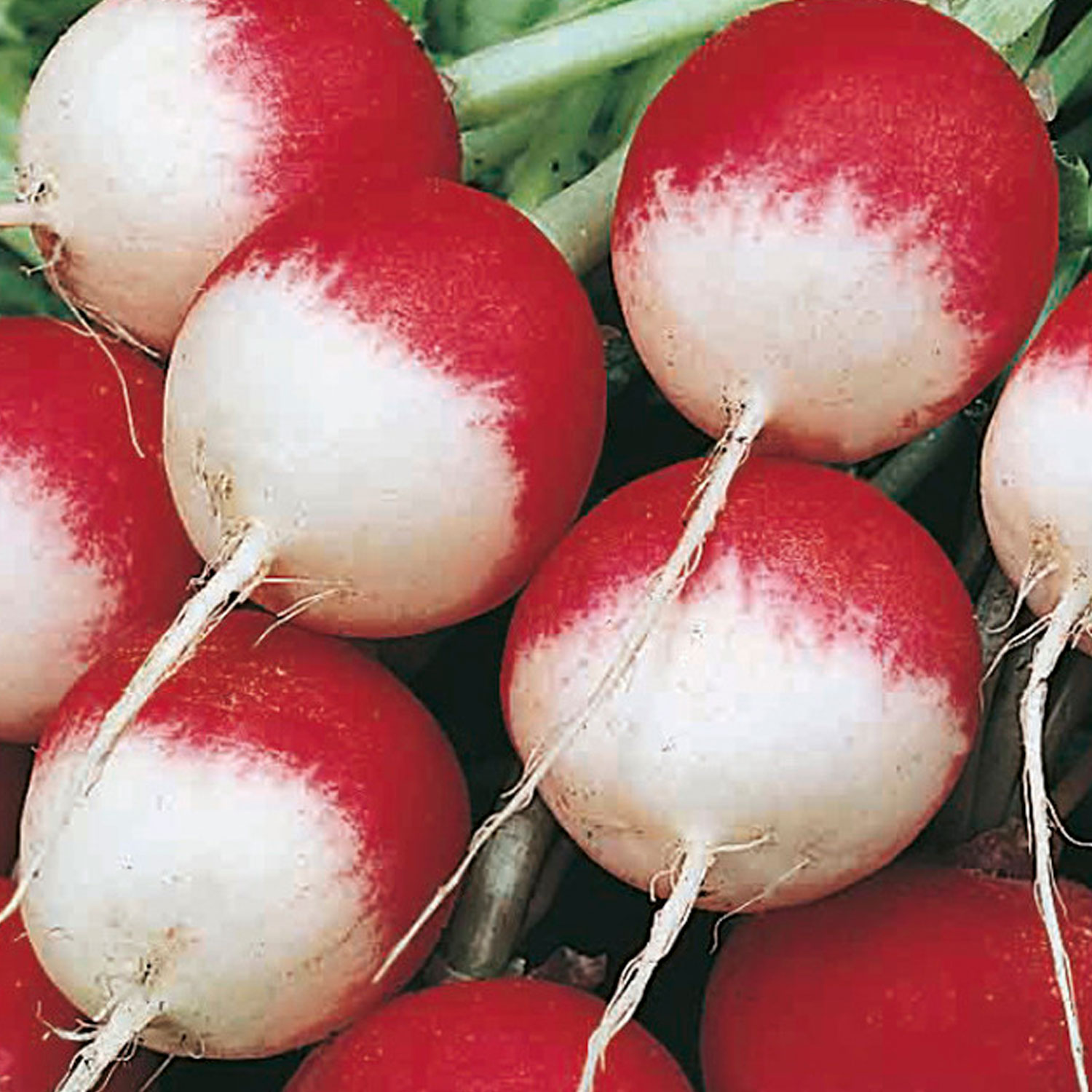 Johnsons Organic Sparkler 3 Radish Seeds Image 1