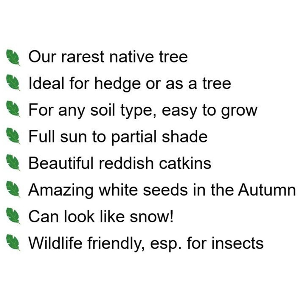 Inspirational Gifting Poplar Bare Root Hedge Plant Sapling 4-5ft 5 Pack Image 5