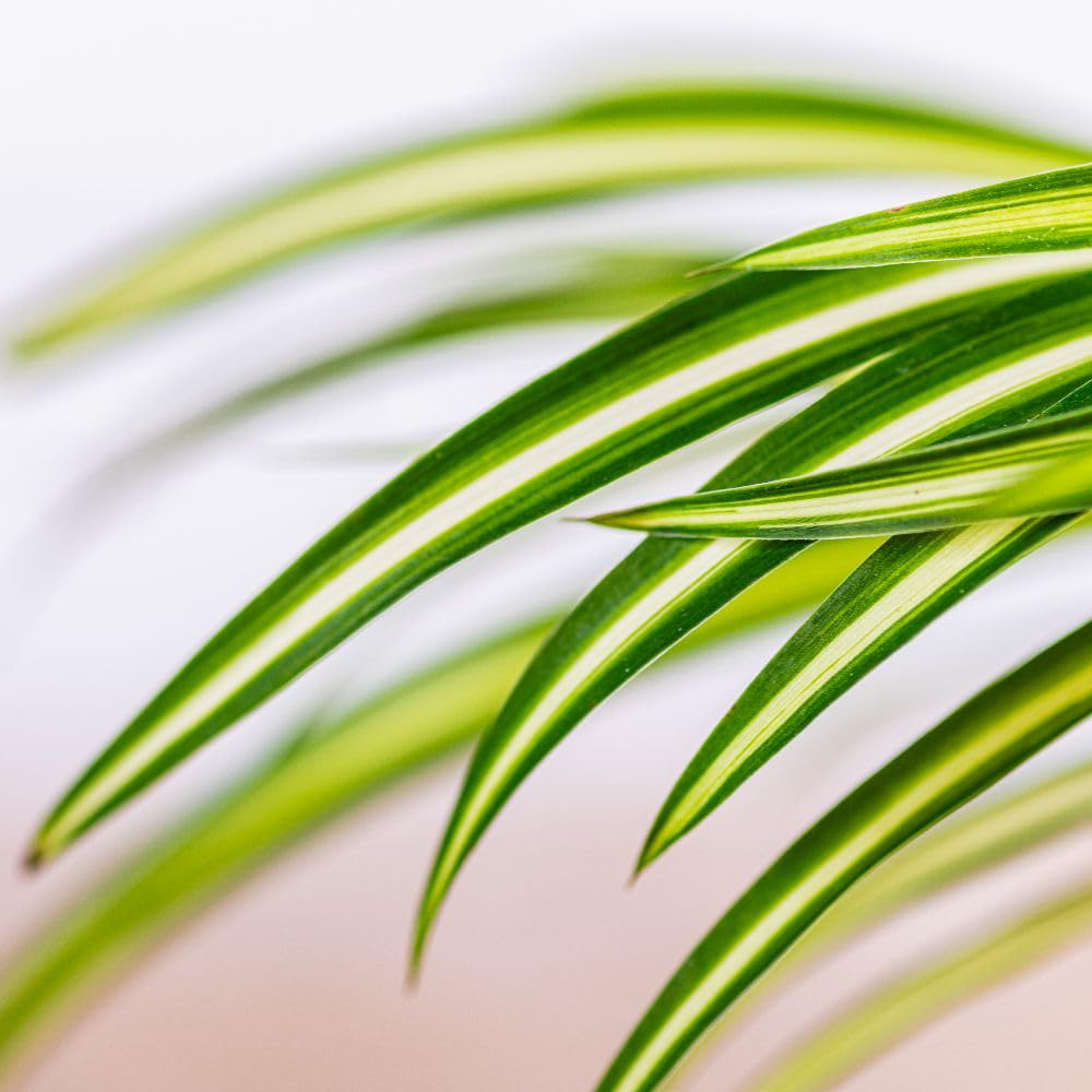 Thompson and Morgan Chlorophytum Spider Plant Atlantic Plant Pot 12cm 3 Pack Image 3