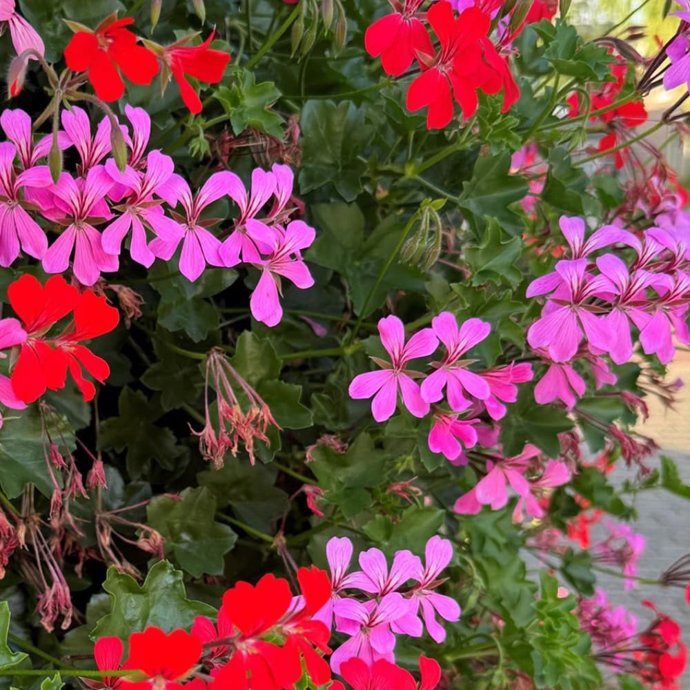 Thompson and Morgan Geranium Peltatum Pink Plant Pot 10.5cm 3 Pack Image 4