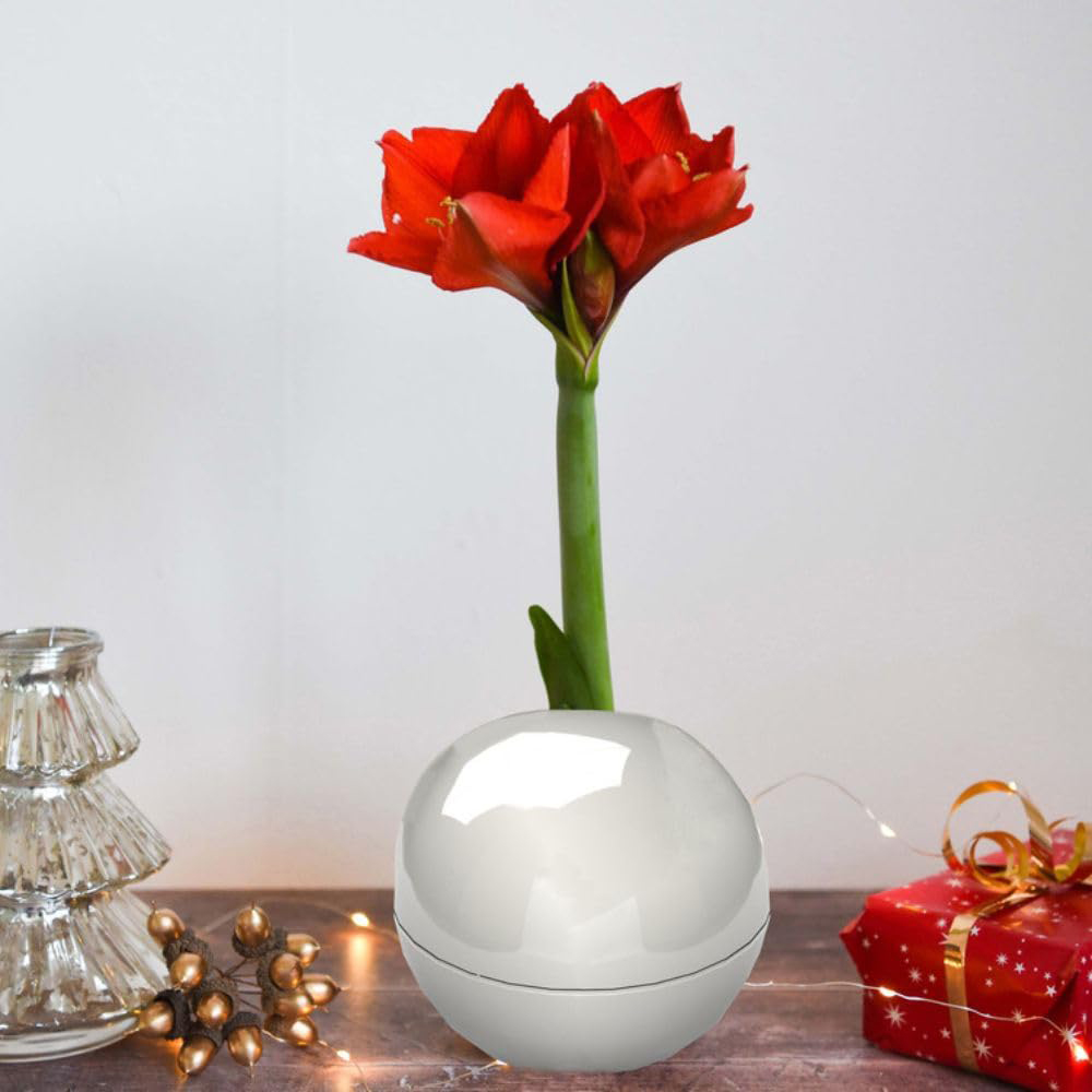 Thompson and Morgan Christmas Gift Red Amaryllis Bulb in White Globe Image 1